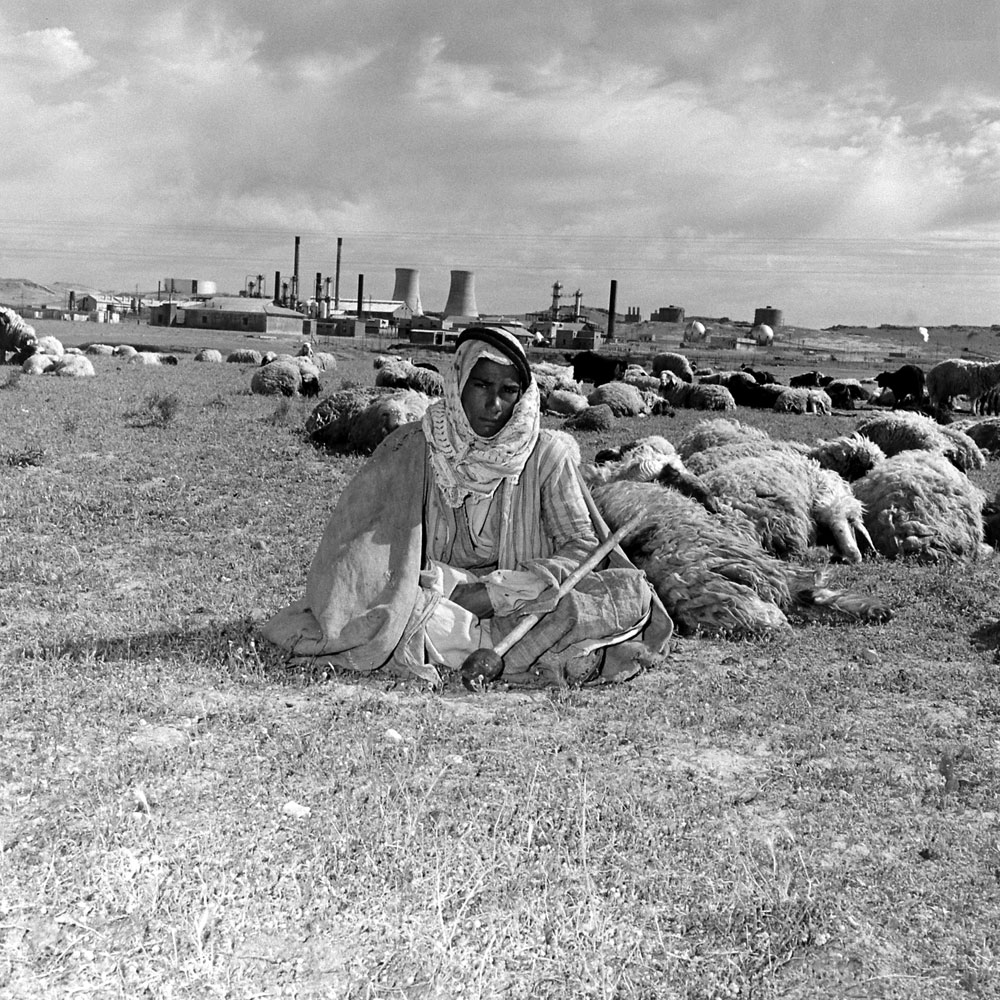 An Arab shepherd and his flock near the Kirkuk oil field, Iraq, 1945.