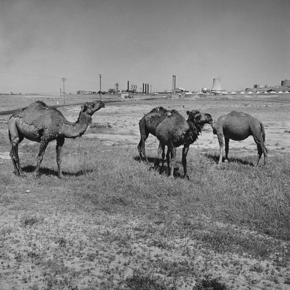 Camels graze near an oil refinery, Iraq, 1945