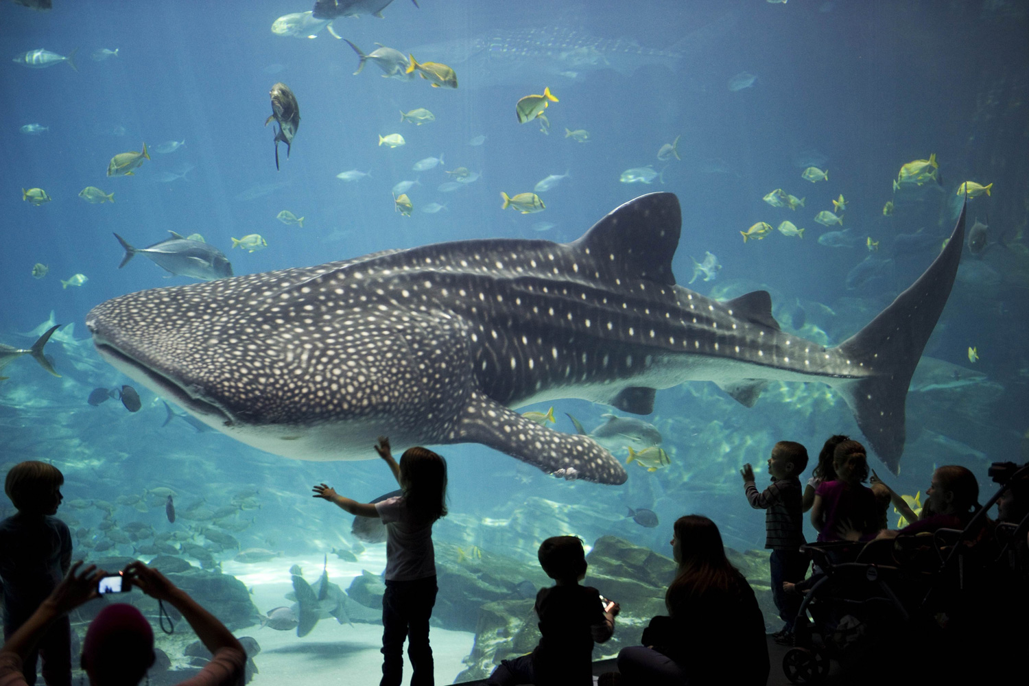 March 6, 2012. Children and parents are dwarfed by a whale shark as it passes by inside a tank at the Georgia Aquarium in Atlanta.