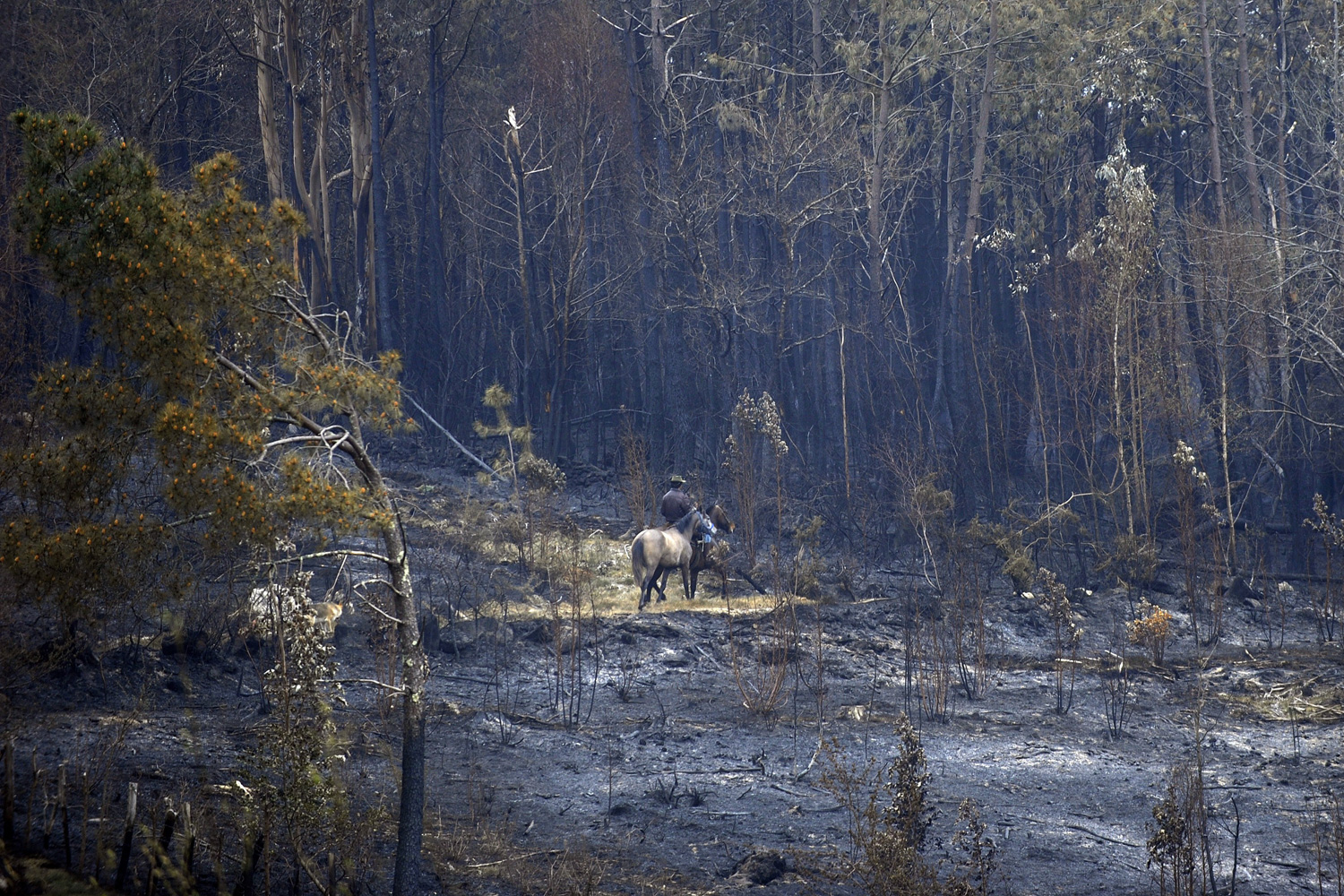 April 2, 2012. A villager rides his horse by a burned forest in A Capela, in the northwestern Galicia region, Spain.