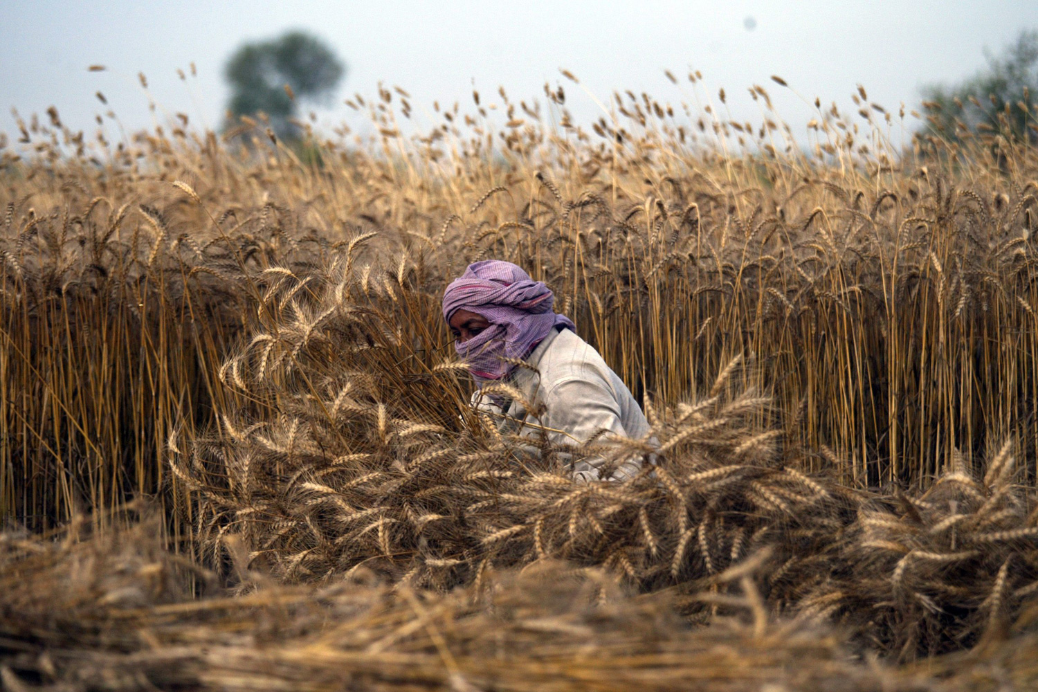 May 1, 2012. An Indian laborer harvests wheat produce in a wheat field at the village Pandori Ran Singh near the northern city of Amritsar, India.