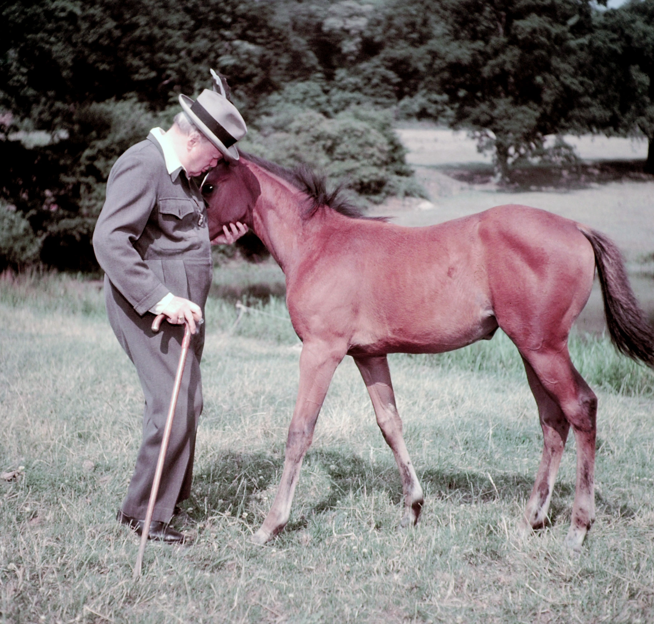 Winston Churchill and a four-month-old thoroughbred filly (unnamed, but called "Darling" by Churchill), Chartwell, Kent, 1950.