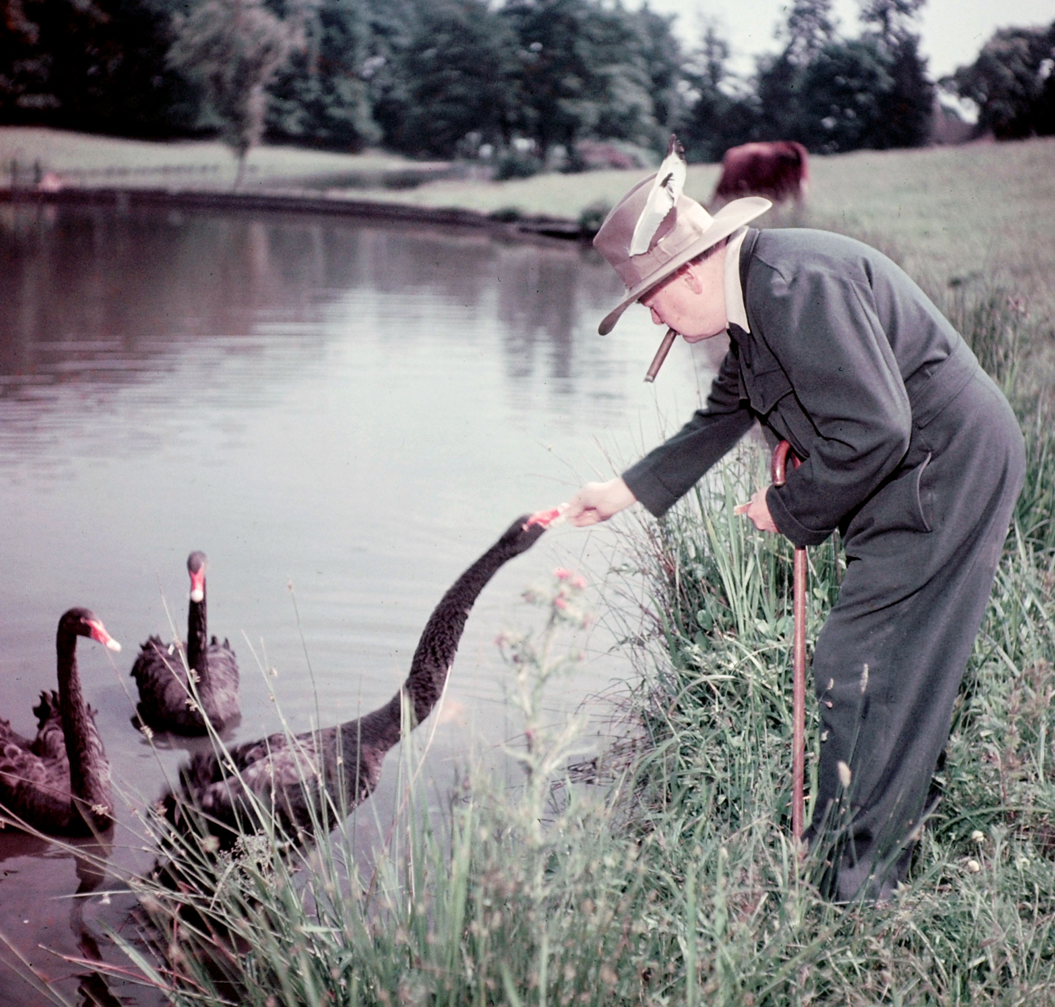 Winston Churchill and black swans — a gift from the people of West Australia — at Chartwell in 1950.