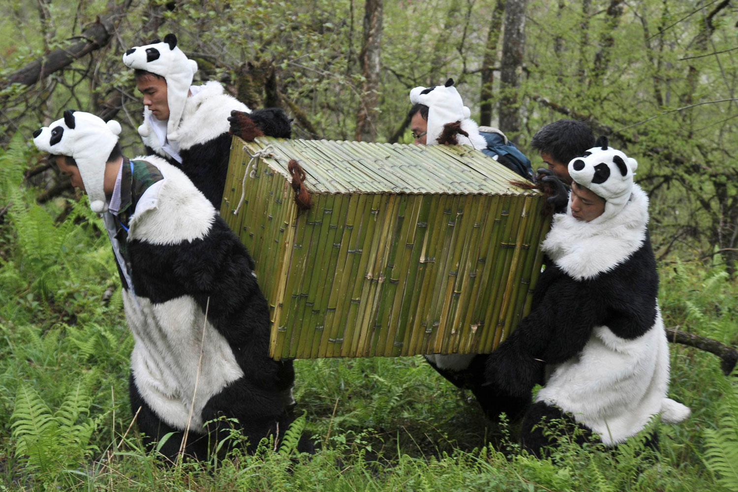 May 3, 2012. Researchers dressed in panda costumes carry a cage as they transfer giant panda Tao Tao to a new living environment at the Hetaoping Research and Conservation Center for the Giant Panda in Wolong National Nature Reserve, Sichuan province, China.