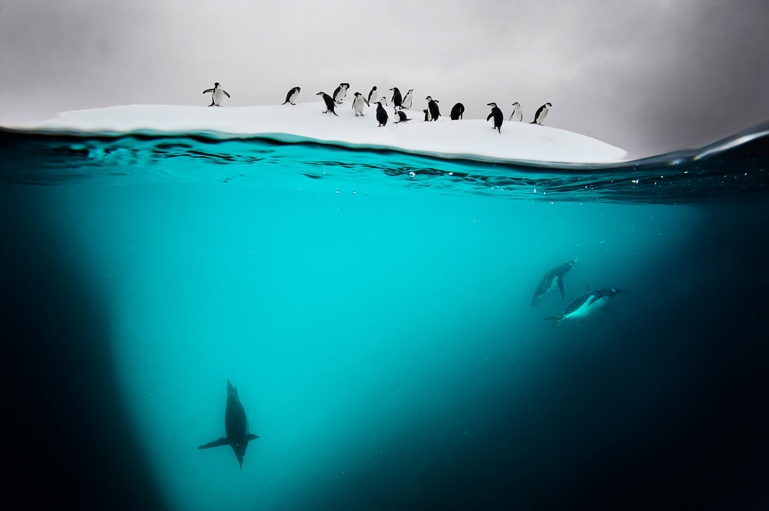 TREES ArtistChinstrap and gentoo penguins on a small ice floe near Danko Island, Antarctic Peninsula.