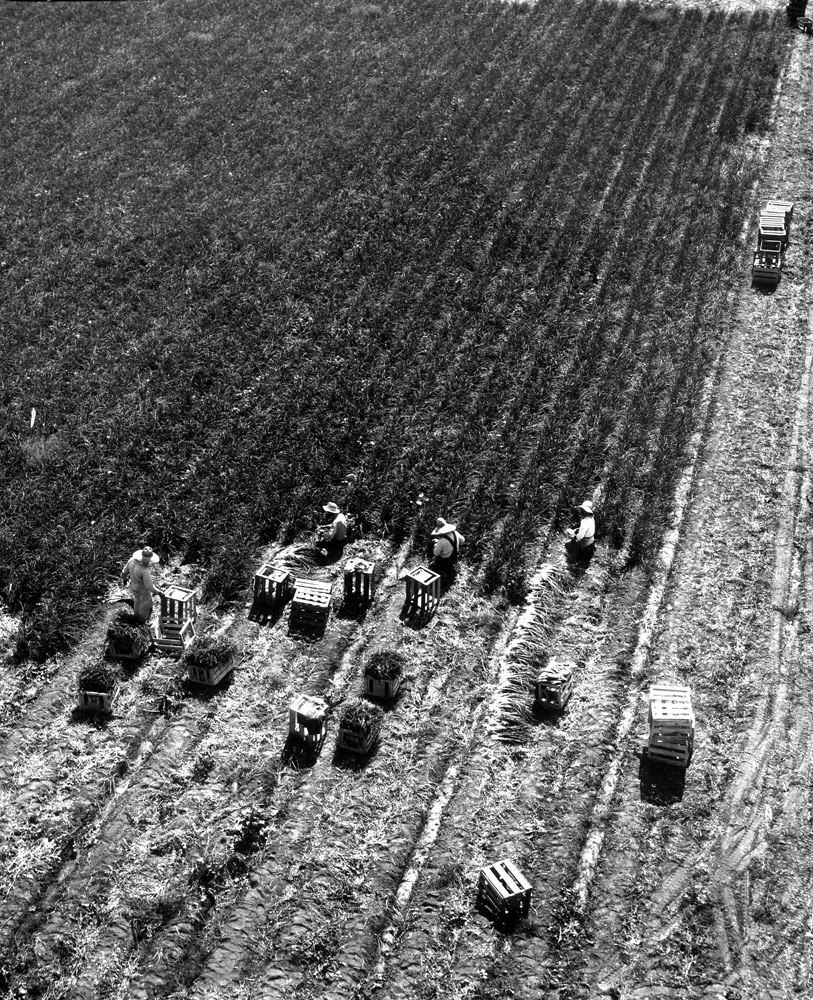 Farm workers harvesting onions, Burbank, California, photographed from a helicopter, 1952.