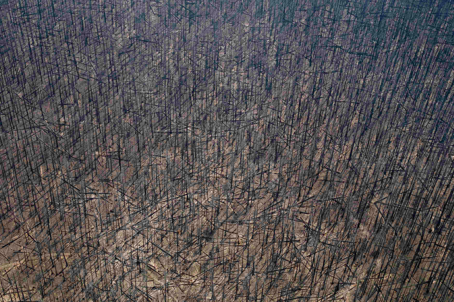 June 2, 2012. Charred trees are seen in the Gila National Forest as the result of a forest fire in the Whitewater-Baldy Complex in New Mexico. So far, 241,701 acres have been burned.