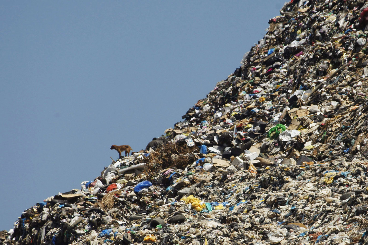 A stray dog stands on a rubbish dump at the seafront in Sidon