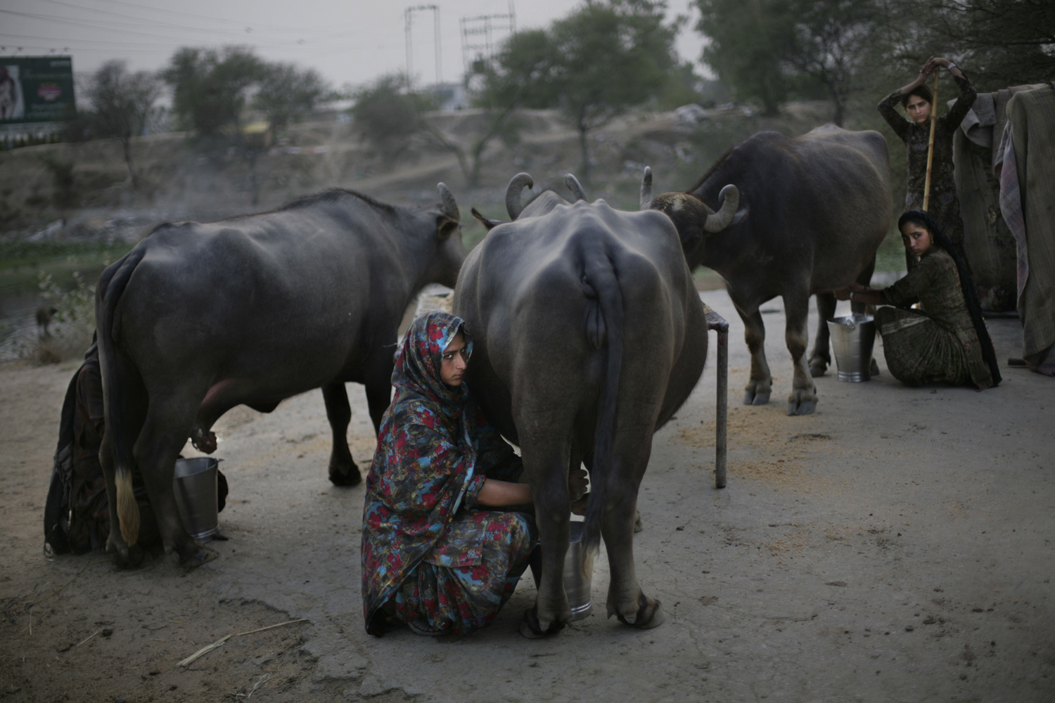 June 4, 2012. Nomad women milk buffaloes on the outskirts of Amritsar, India.