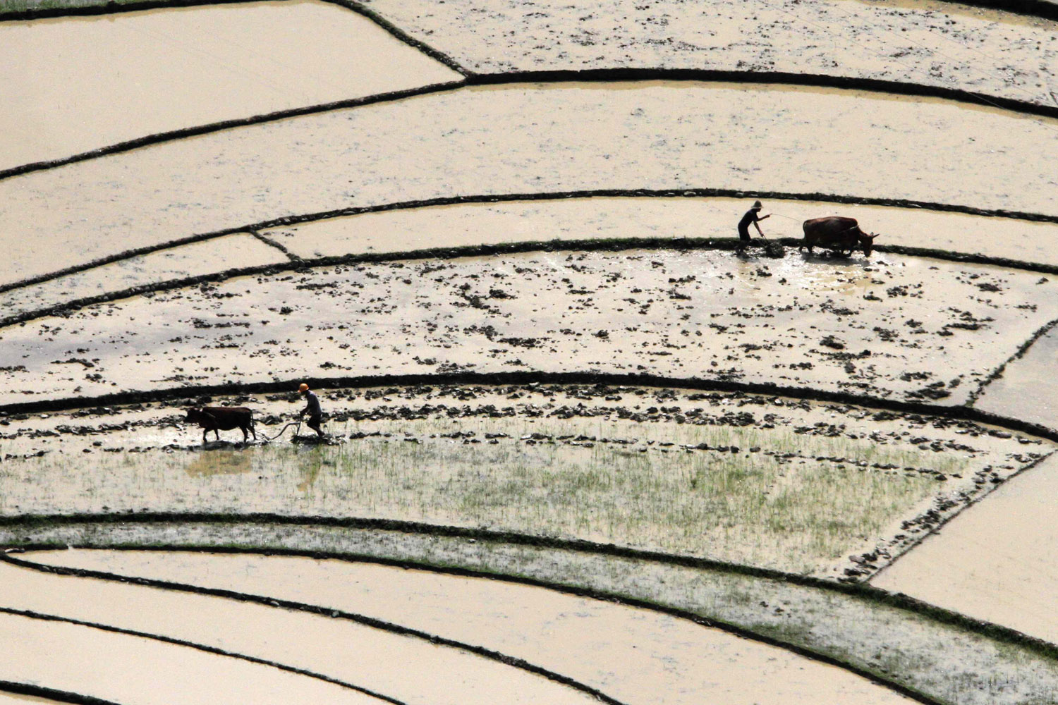 June 10, 2012. Taking advantage of recent rainfall, farmers work in the fields of Mou'ai Village in Fengshan, China.