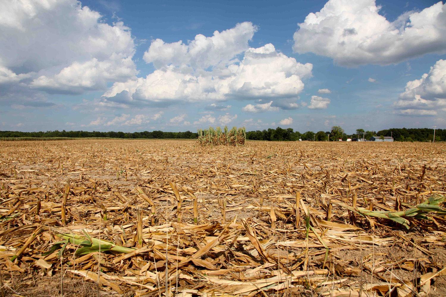 July 16, 2012. Four rows of corn left for insurance adjusters to examine are all that remain of a 40-acre cornfield in Geff, Ill. that was mowed down.