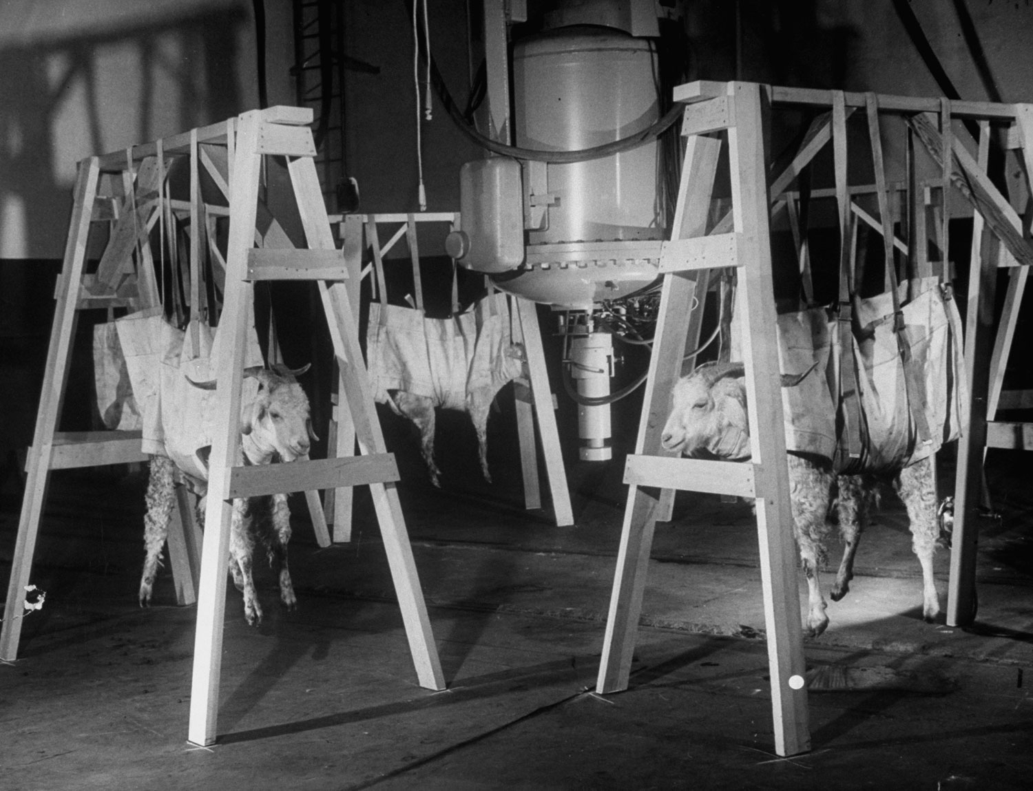 Sheep that survived an atom bomb test are studied for radiation poisoning, 1949.
