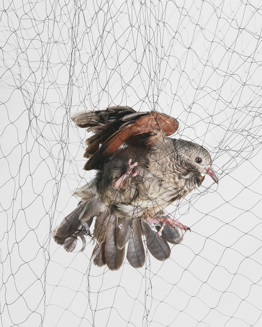 Common Ground-Dove (Columbina passerina), 2009.