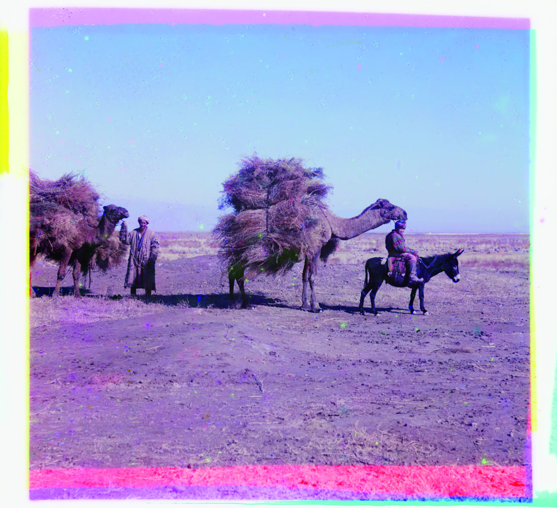 Camel Caravan in Golodnaia Steppe, between 1905 and 1915