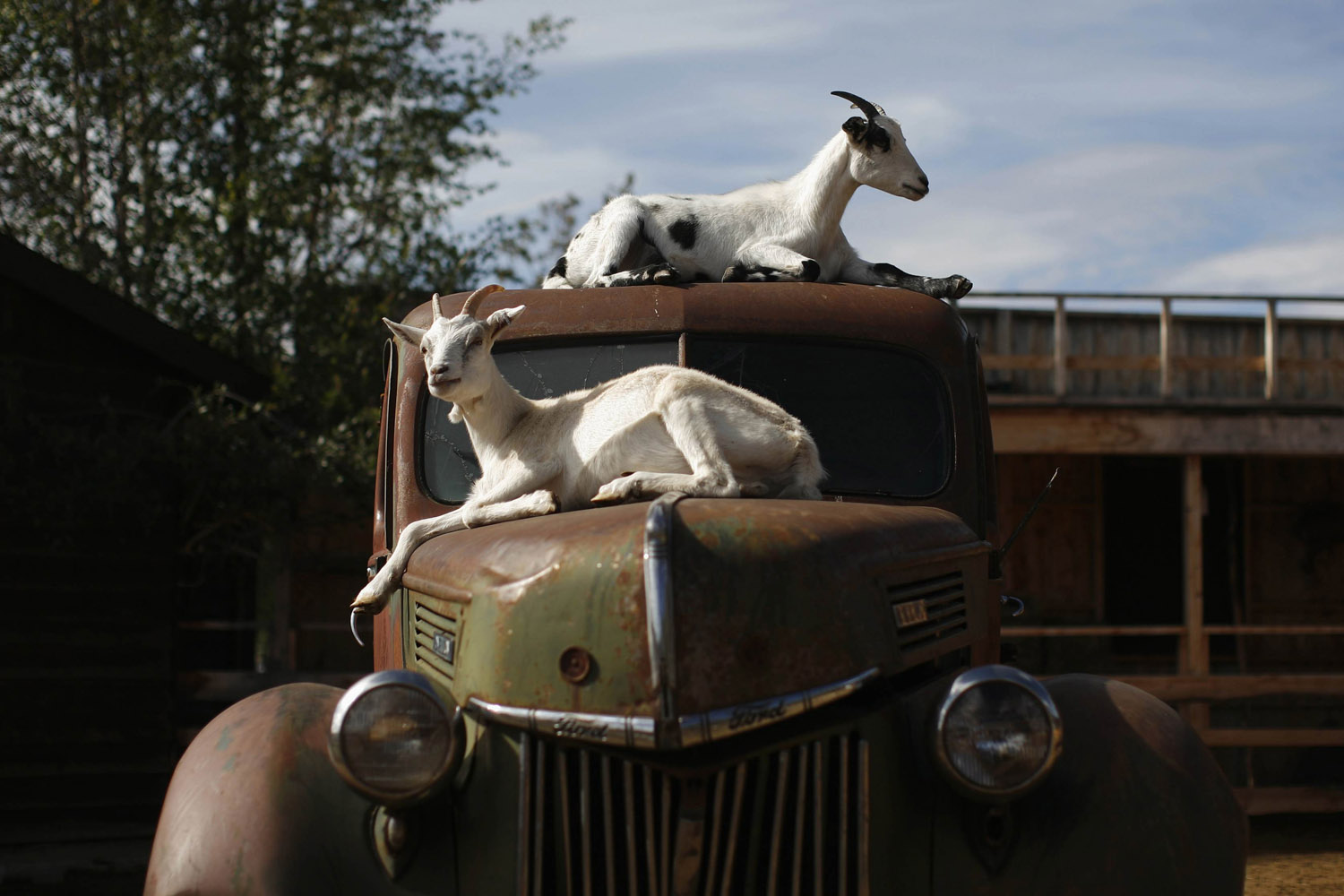Aug. 20, 2012. Goats rest on a vintage truck at Caribou Crossing near Carcross in Yukon, Canada.