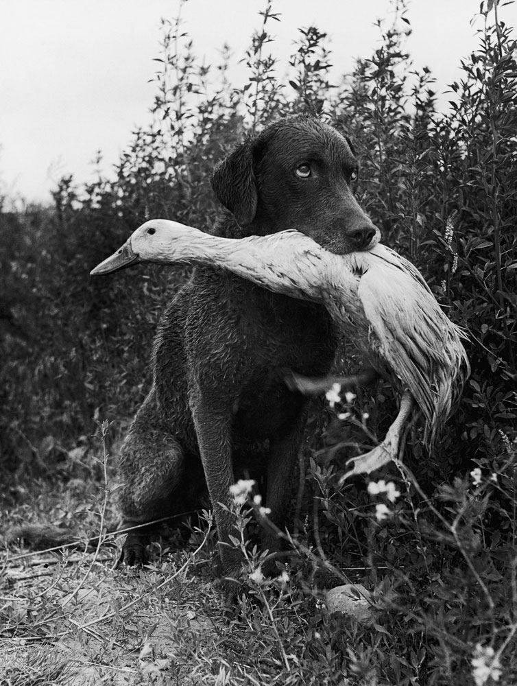 Donald the dog-loving duck plays with his friend, Trigger, a Chesapeake Bay Retriever, 1949.