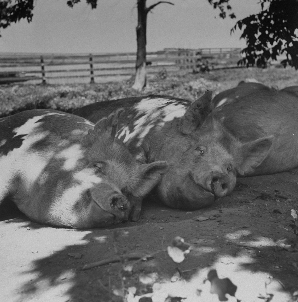 Yorkshire hogs appear to smirk as they share the shade on a hot summer day in 1951.