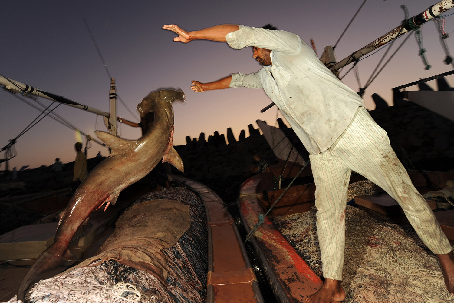 A dockworker tosses a scalloped hammerhead shark from a fishing dhow. Despite this species being listed by IUCN as endangered it continues to be landed in many Arabian ports.