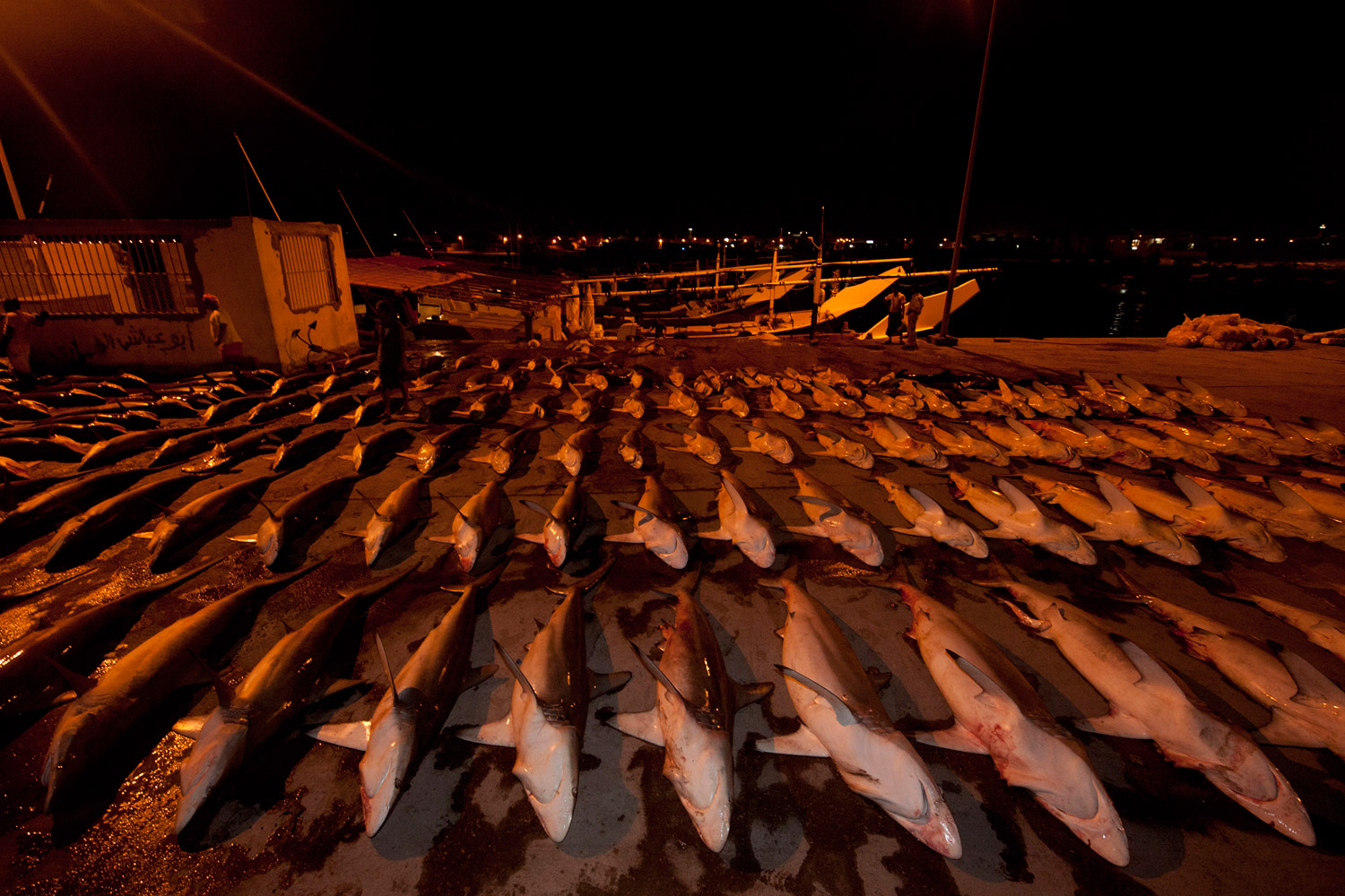 Silky sharks waiting to be auctioned to the highest bidder in an Arabian Sea port.