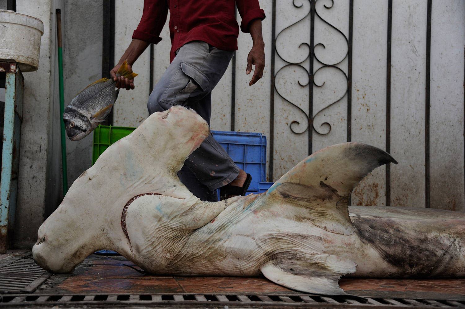A giant hammerhead shark awaits transport to Dubai for auction. This species has one of the largest and most expensive fins in the trade.