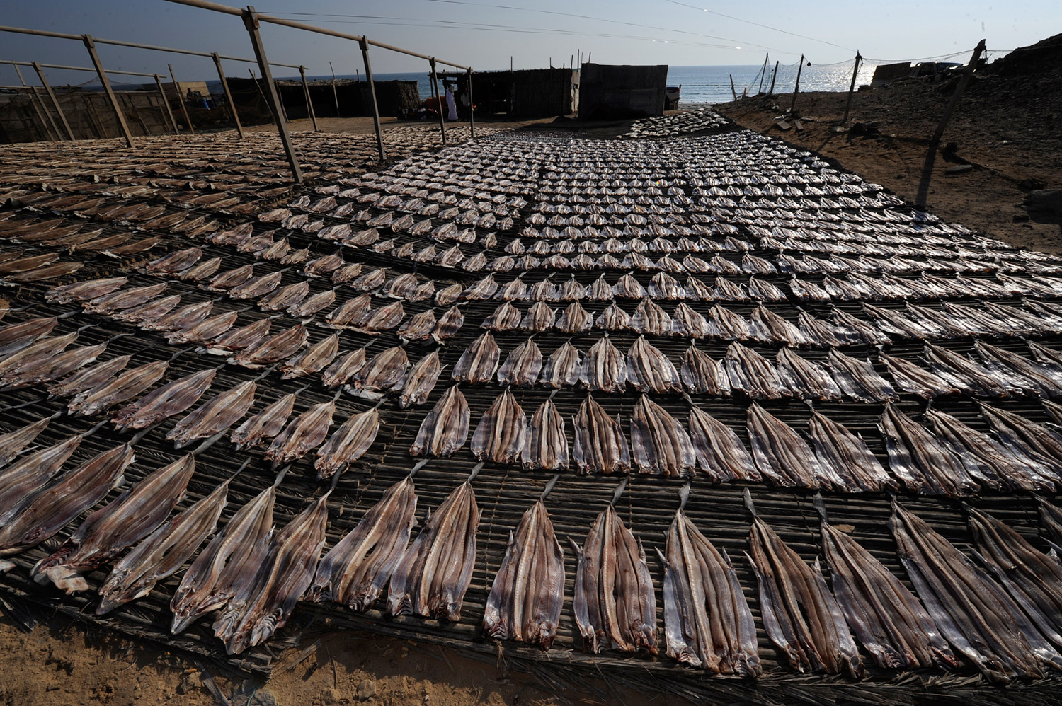 Shark meat laid out to dry in the hot desert sun at Al Khaluf, Oman.