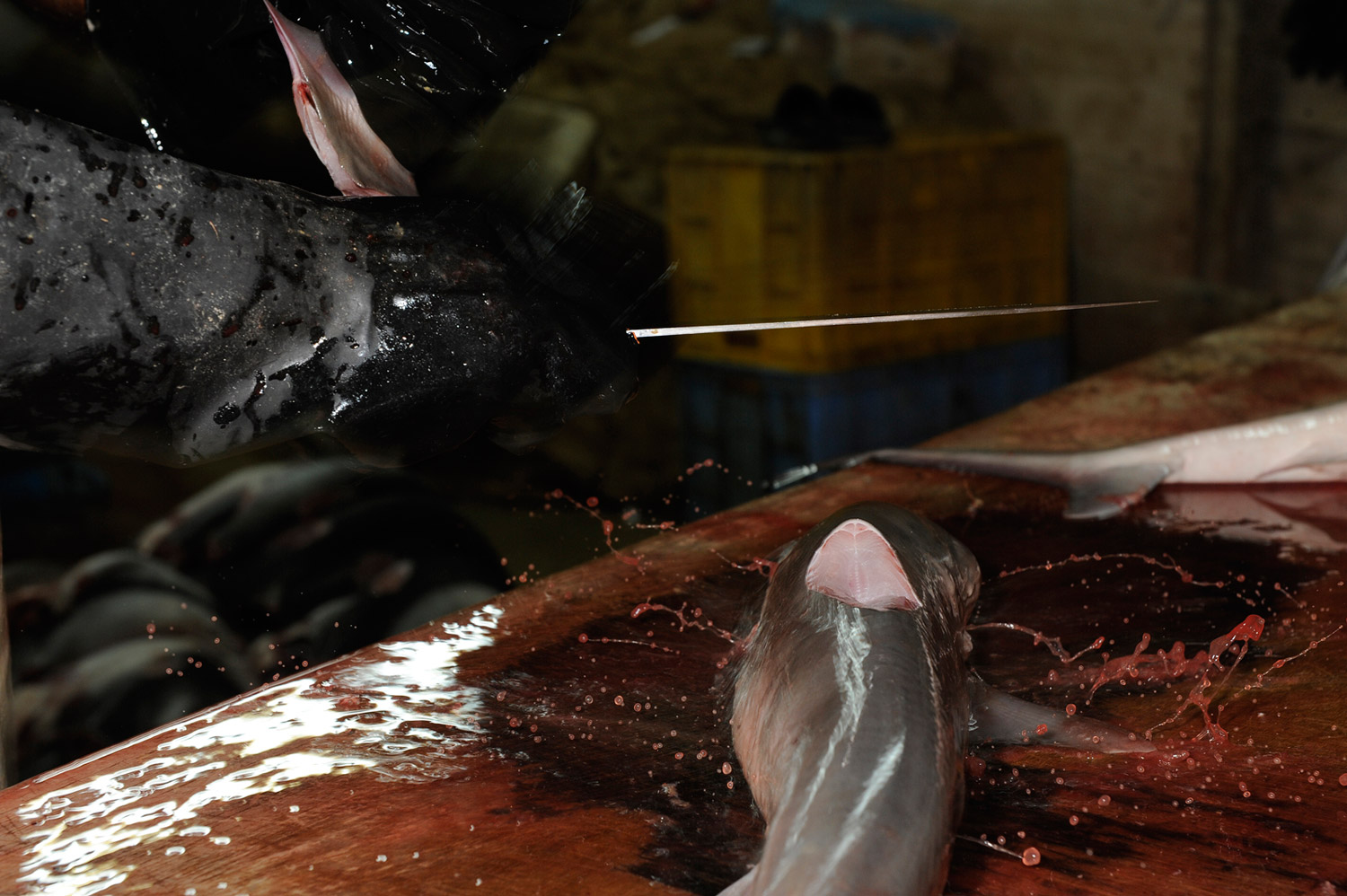 With a swift chop the dorsal fin of a milk shark is severed in a shark processing shed along Oman’s remote Sharqiya coast.