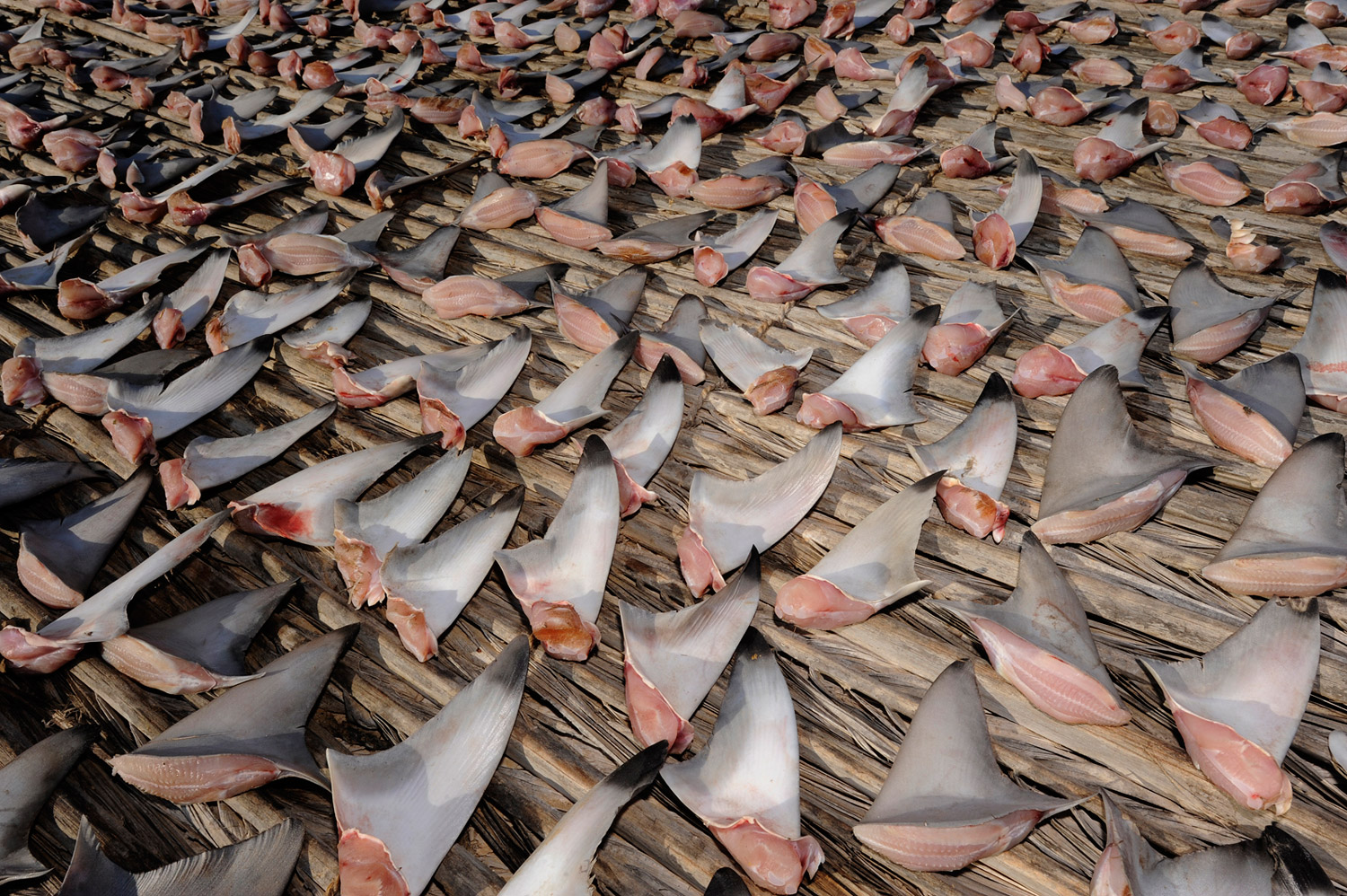 Shark fins are laid out on palm fronds to dry in the hot desert sun in Sharqiya province, Oman.