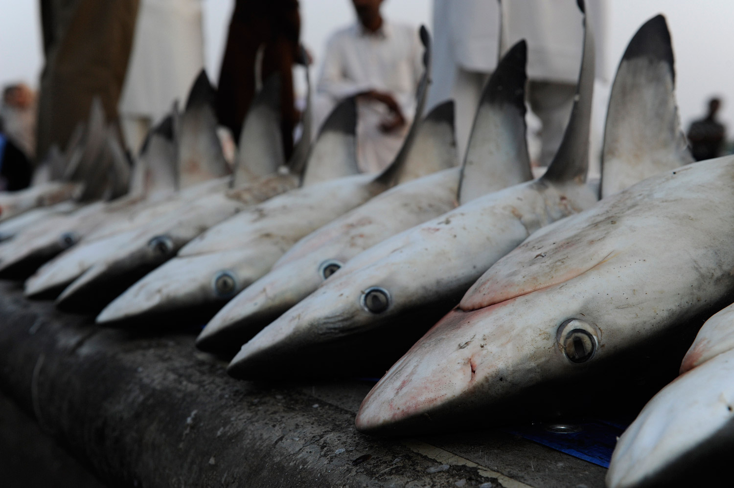 Sharks lined up and awaiting auction at the Dubai Fish Market.