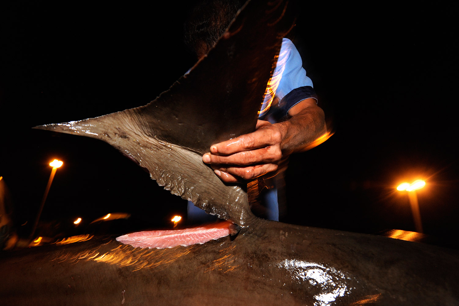 A specialist butcher cuts the dorsal fin off a shark at the Dubai Fish Market.