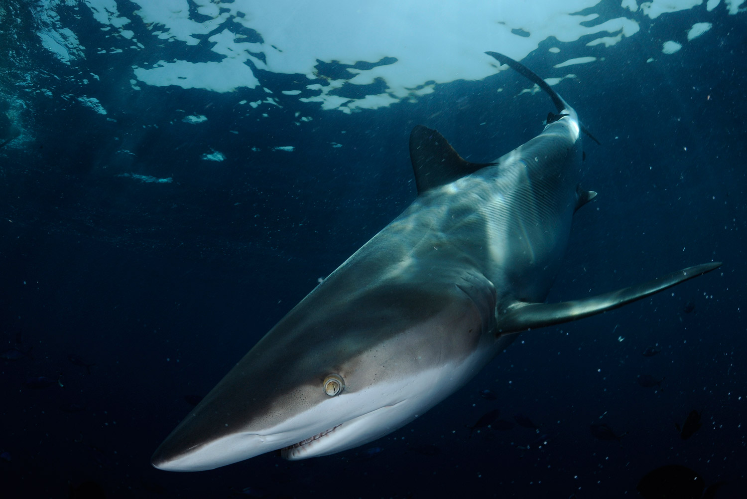 Large Red sea silky sharks are bold and dominate the water column.