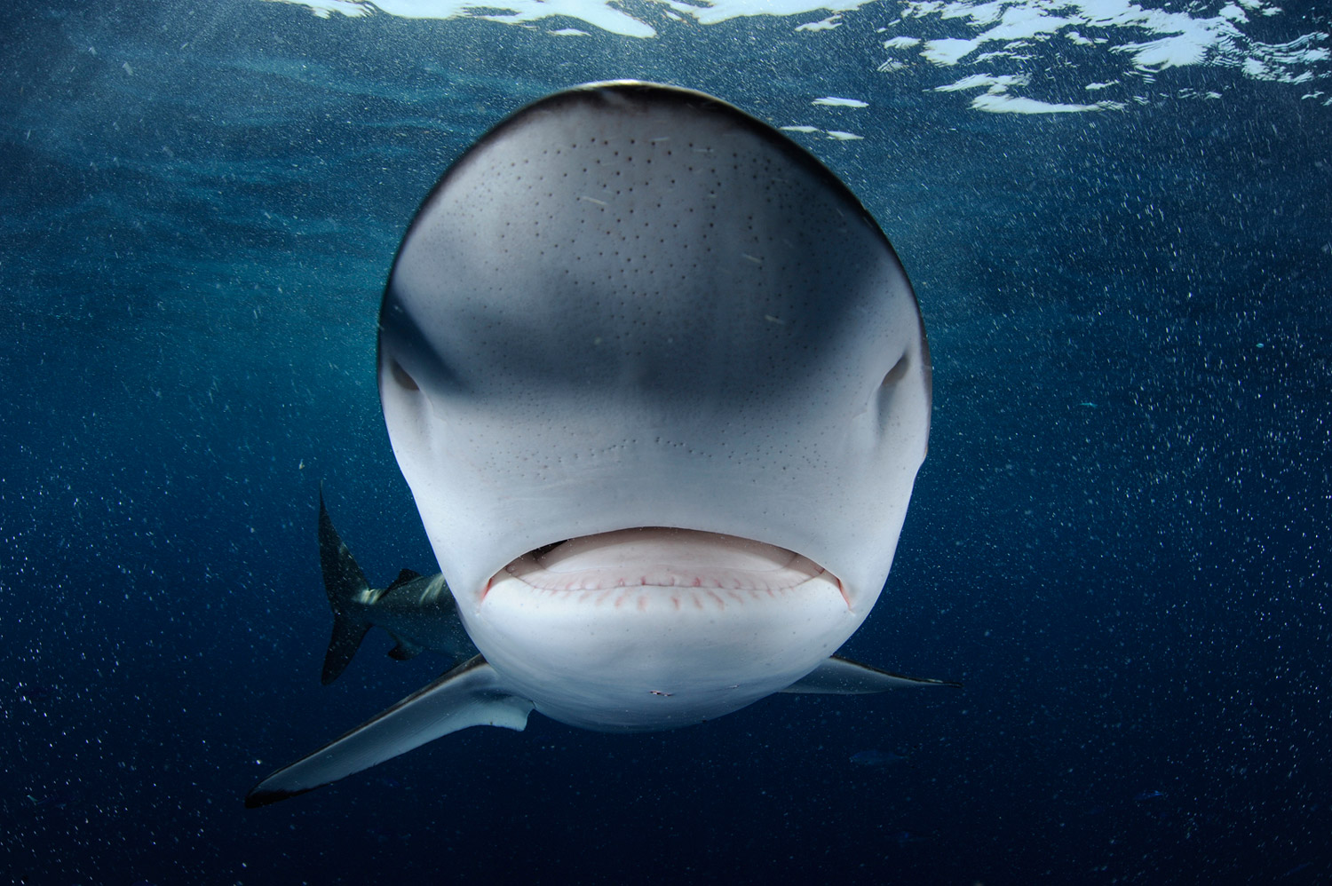 All photos in this series were taken between 2008 and 2012.
                              A curious Red Sea silky shark bumps the dome port of the photographer’s camera.