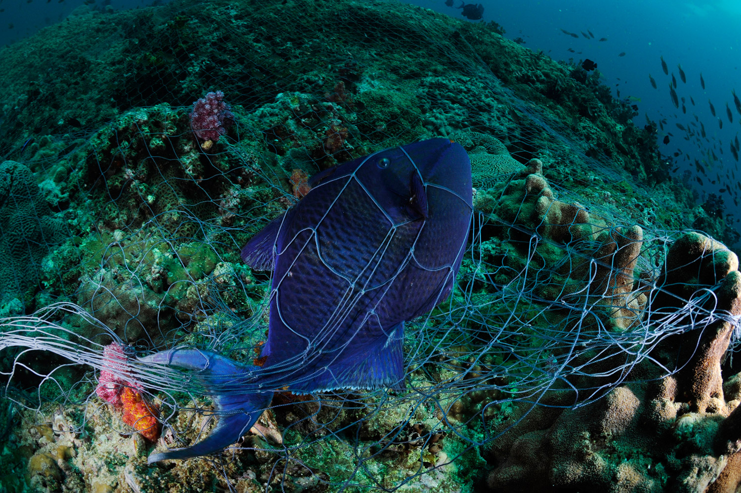 A trigger fish entangled in an abandoned gill net on a coral reef in the Damaniyat Islands Marin Reserve, Oman. Otherwise doomed to die, I cut the fish free with my dive knife after taking a few photographs.