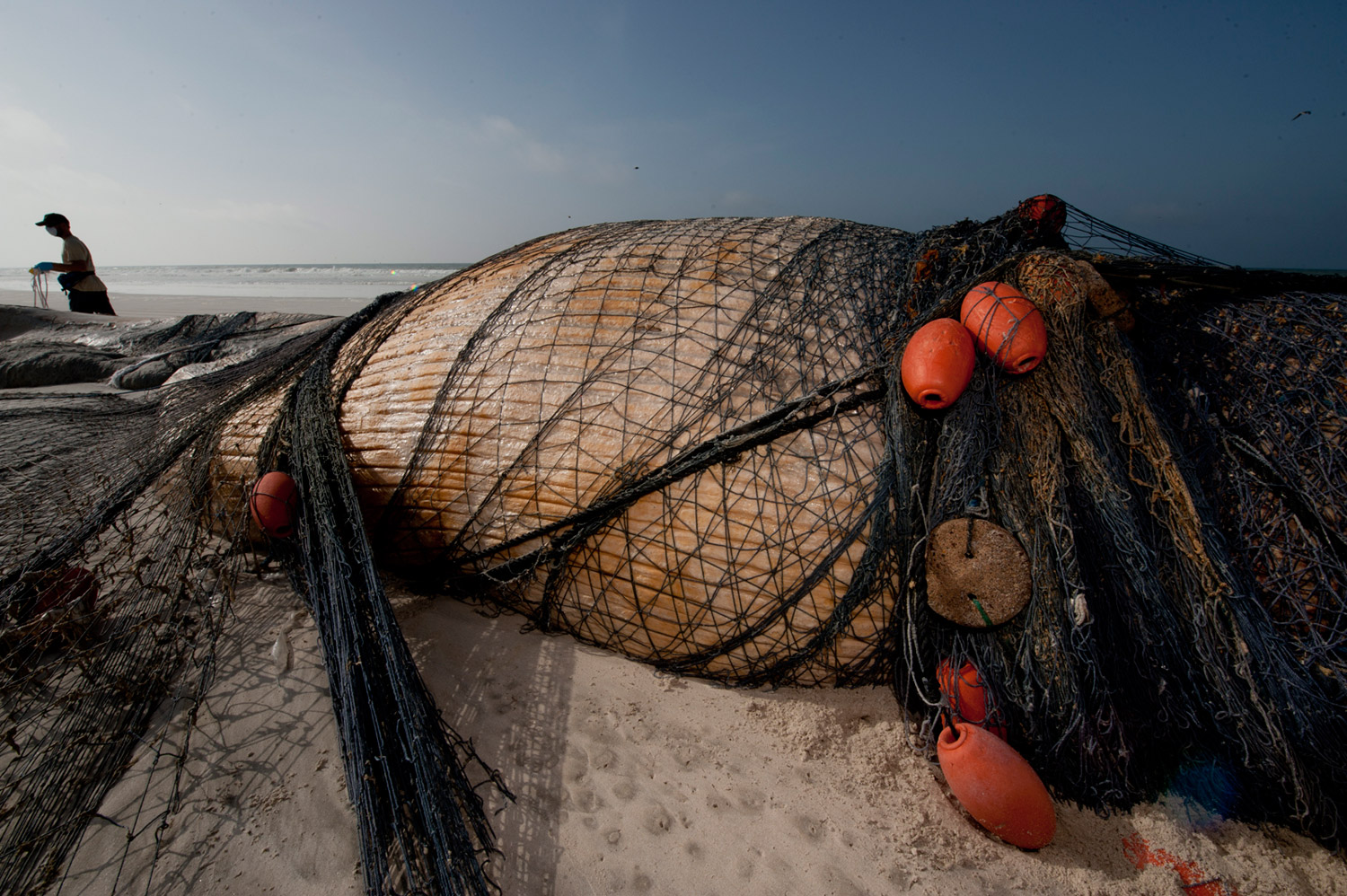A dead Bryde’s whale washed up along a remote beach in Oman’s Sharqiya coast. It drowned after becoming entangled in a shark fishermen’s gill net.