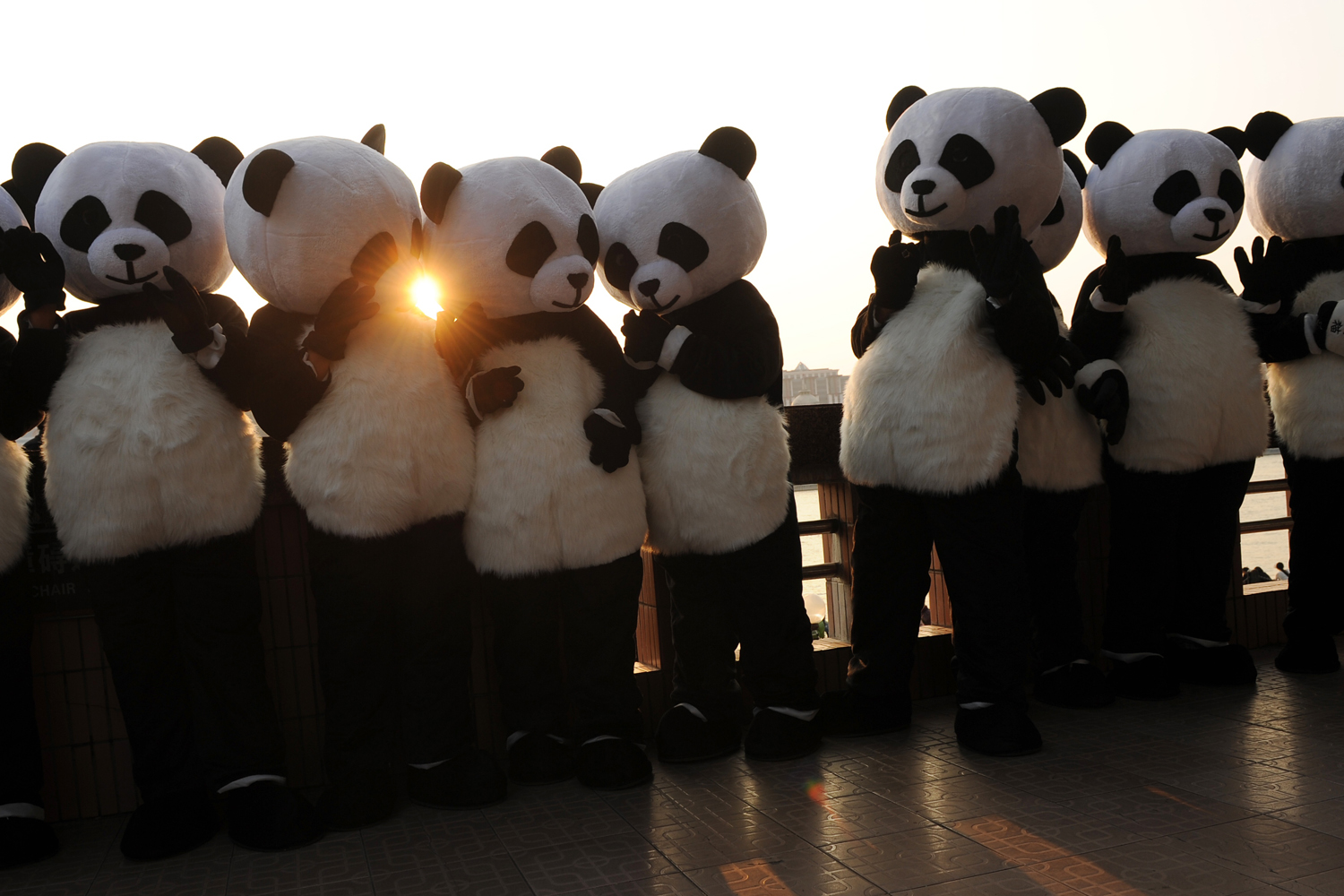 Image: Participants competing to become a world panda ambassador take a break in Shanghai. Twelve finalists from Britain, Singapore and the U.S. will be named in November as one of three globe-trotting "pambassadors" who will visit pandas around the world to promote conservation.