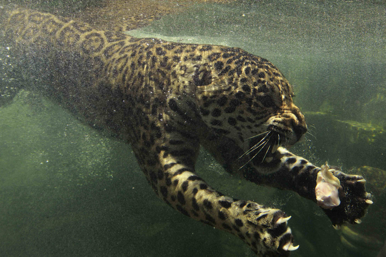 Image: Oct. 23, 2012. A jaguar swims towards in the water during feeding time at Taman Safari Indonesia in Bogor, Indonesia.