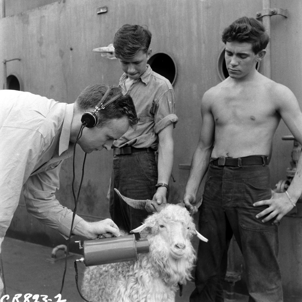 A goat used as a test animal during Operation Crossroads in July 1946 is tested for radiation exposure.