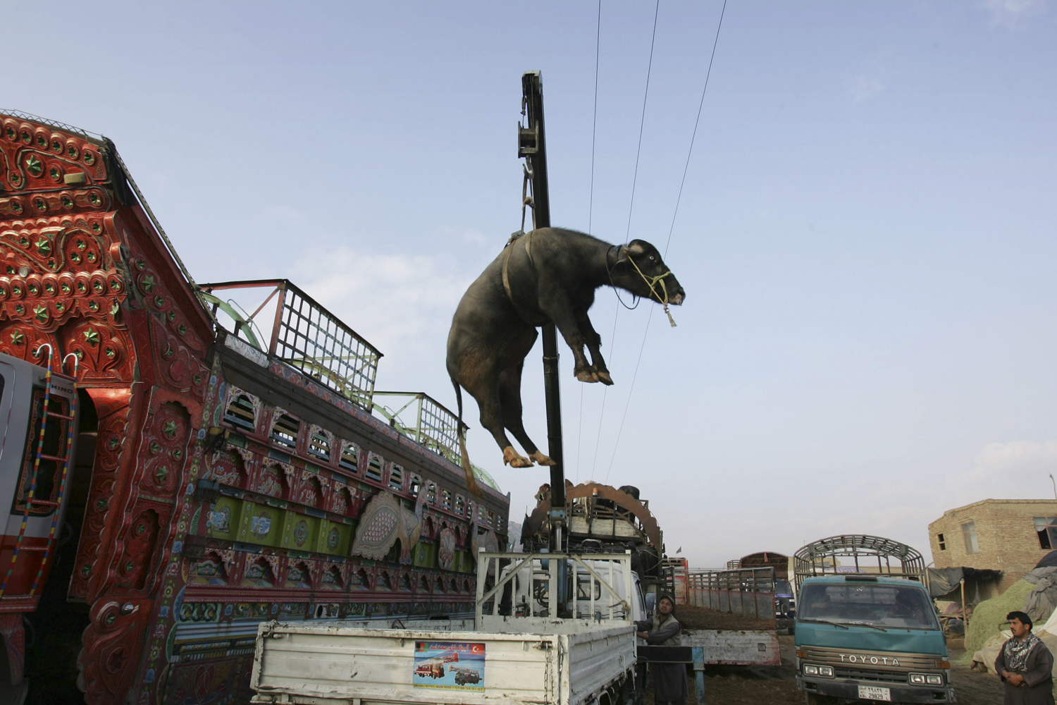 Image: Oct. 20, 2012. A cow is transported from a truck at the animal market in Kabul.