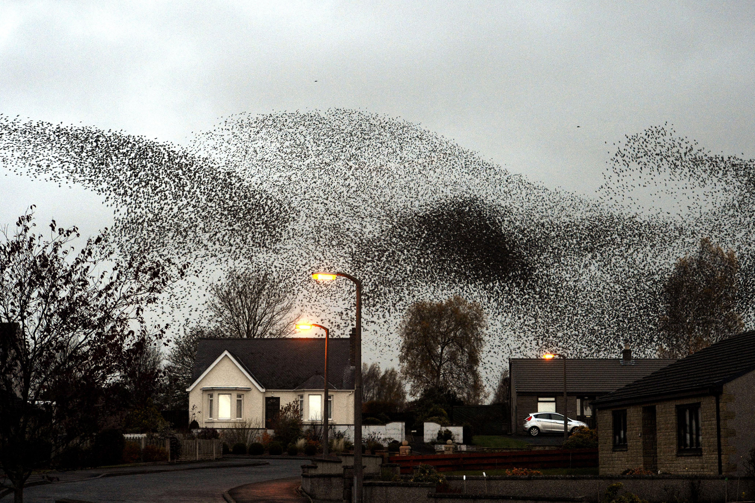 Image: Nov. 11, 2012. A murmuration of starlings put on an a display over the town of Gretna, Scotland.
