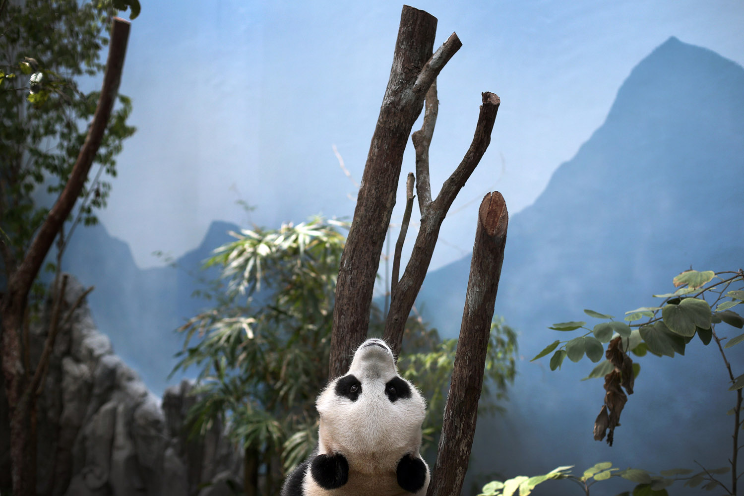 Image: Oct. 29, 2012. Female Giant Panda "Jia Jia," one of two Giant Pandas from China is seen in its enclosure in Singapore.