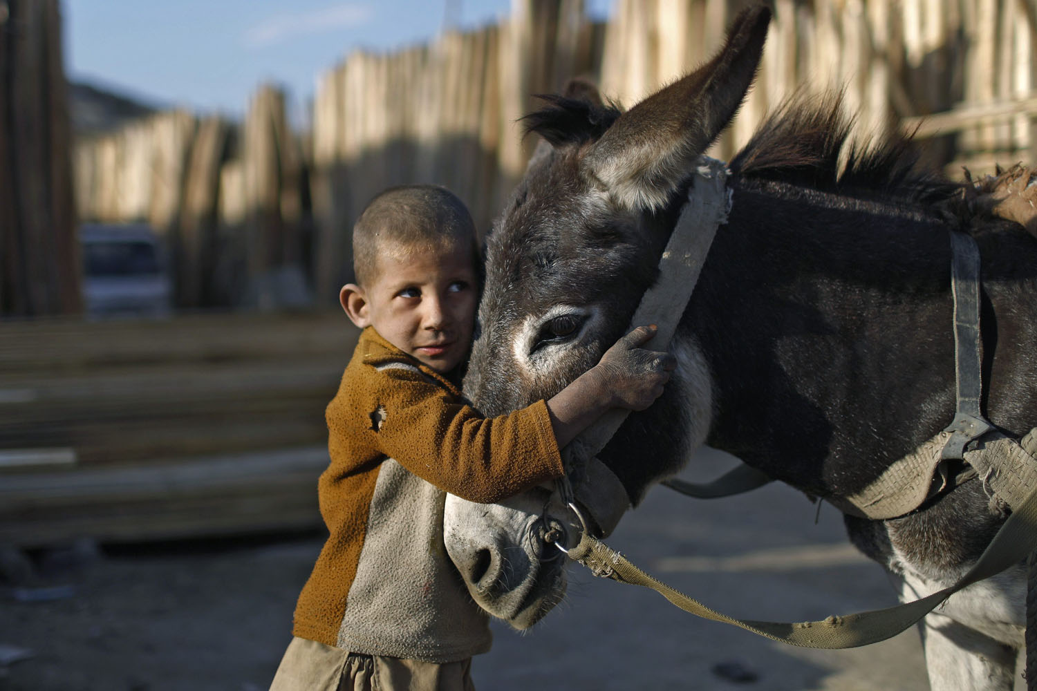 Image: Nov. 2, 2012. An Afghan boy stands next to his donkey cart outside a timber market in Kabul.