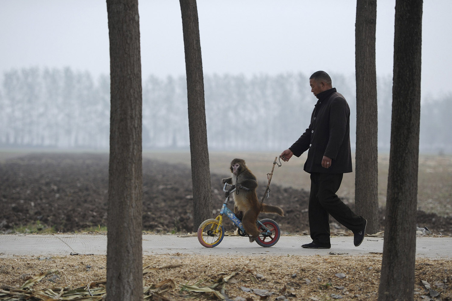Image: Oct. 31, 2012. A 2-year-old macaque is trained to ride a bicycle in the village of Suzhou, Anhui province, China. Thousands of animals are raised and trained by over 300 circus groups in Suzhou.