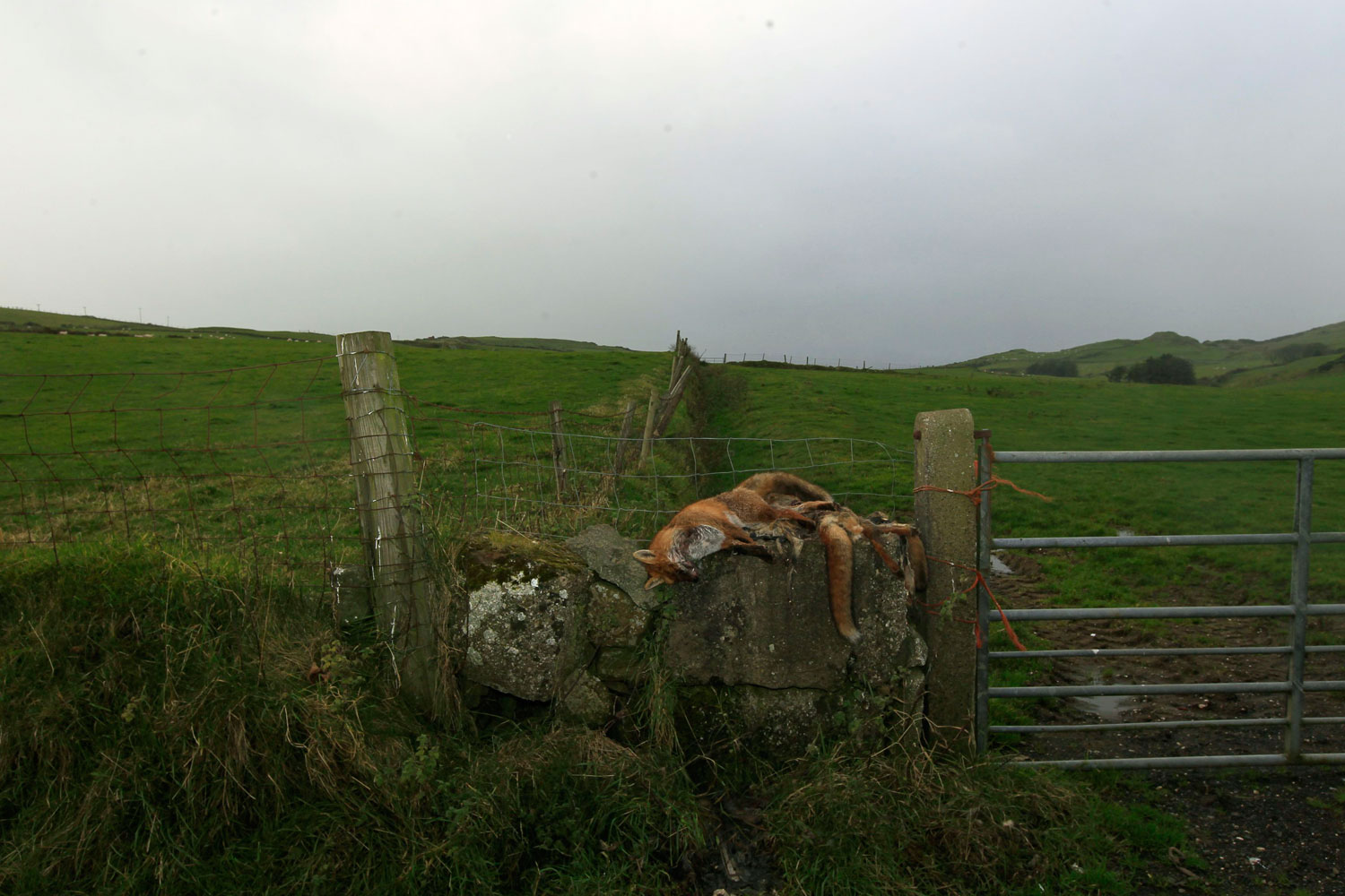 Image: Nov. 7, 2012. Dead foxes are seen placed on a dry stone wall near Fair Head in the Glens of Antrim, Northern Ireland. Foxes that have been culled during the night are left on display for the landowner to view.