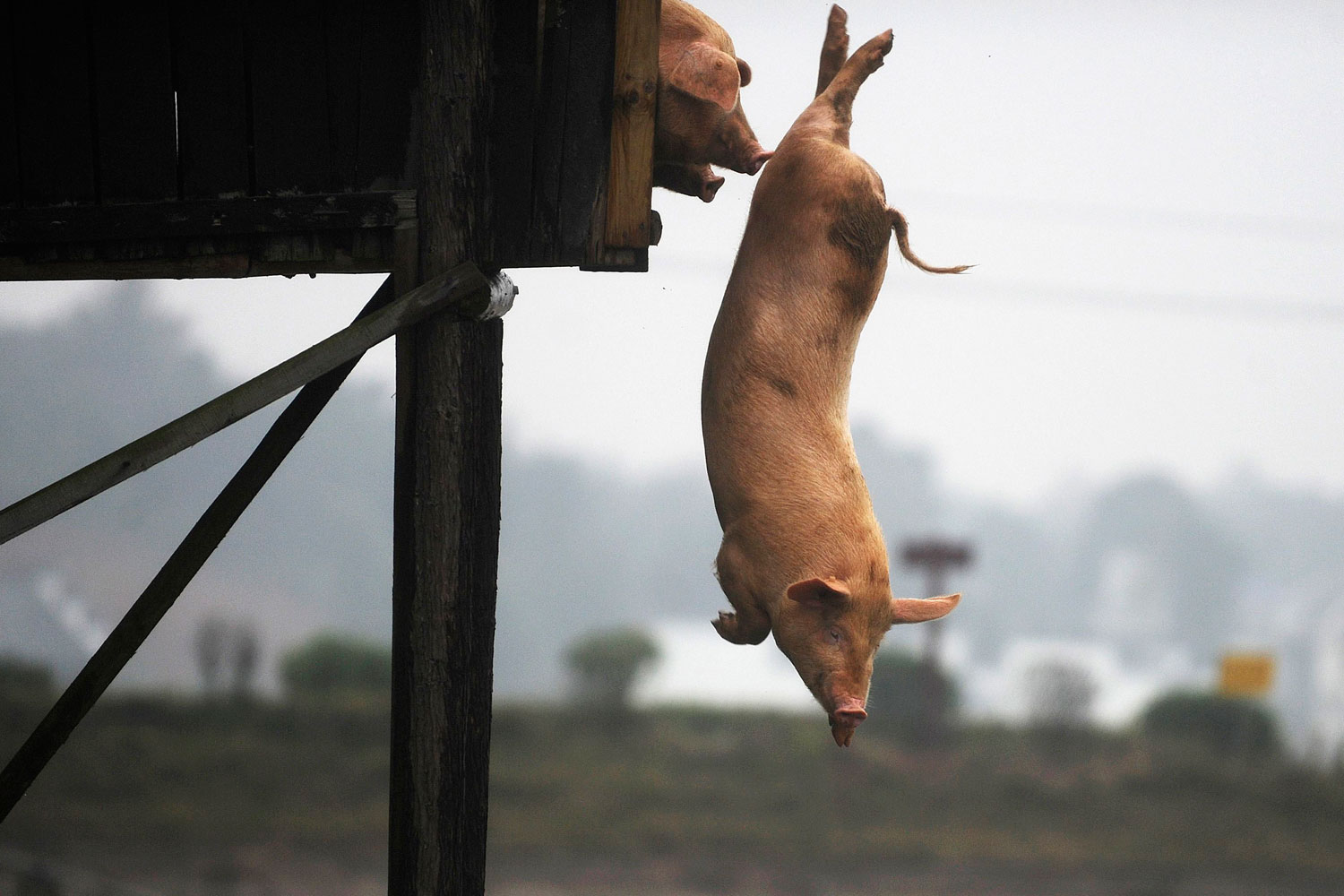 Image: Nov. 15, 2012. A pig dives into the water in Ningxiang county, Hunan province, China. Villager Huang Demin drives his pigs to dive into the water from a 3-metre-high platform at least once a day, believing that the diving exercises would improve the quality and taste of the meat.
