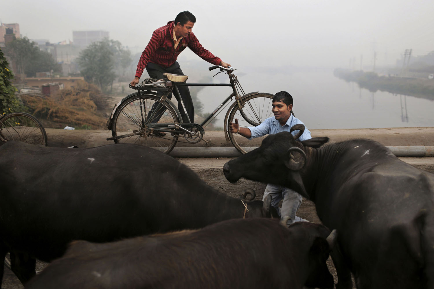 Image: Nov. 5, 2012. An Indian man tries to move his buffalo that were jamming traffic on a busy bridge in New Delhi.