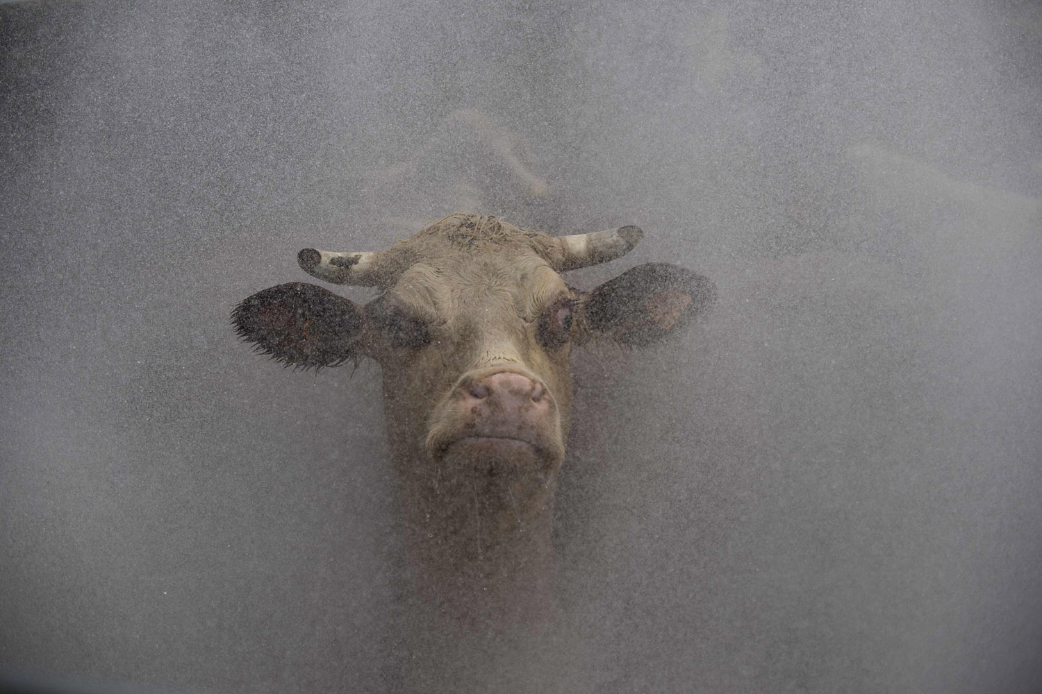 Image: Oct. 31, 2012. A cow is washed before entering the slaughterhouse of the Frigorifico San Jacinto, one of the most important Uruguayan meat processing plants, in San Jacinto, Canelones.
