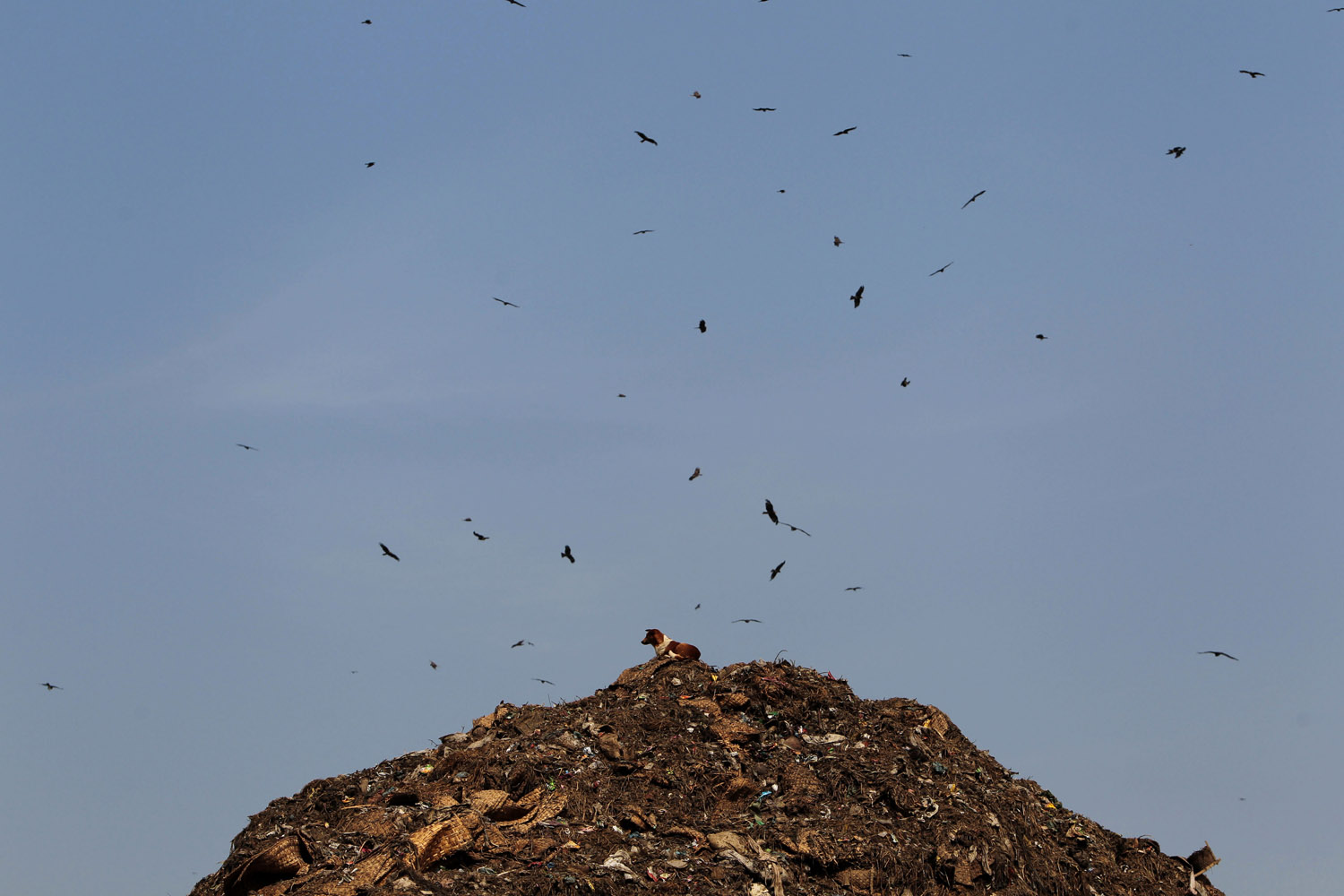 Image: Oct. 31, 2012. A dog sits atop a mountain of garbage in Dhaka, Bangladesh.