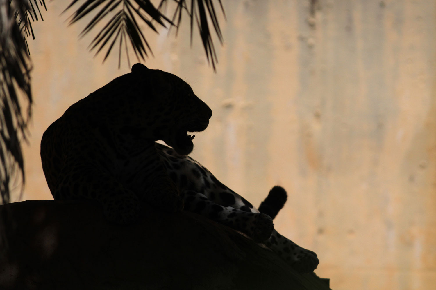 Image: Nov. 13, 2012. An onca pintada jaguar sits in the Jardim Zoo in Brasilia.