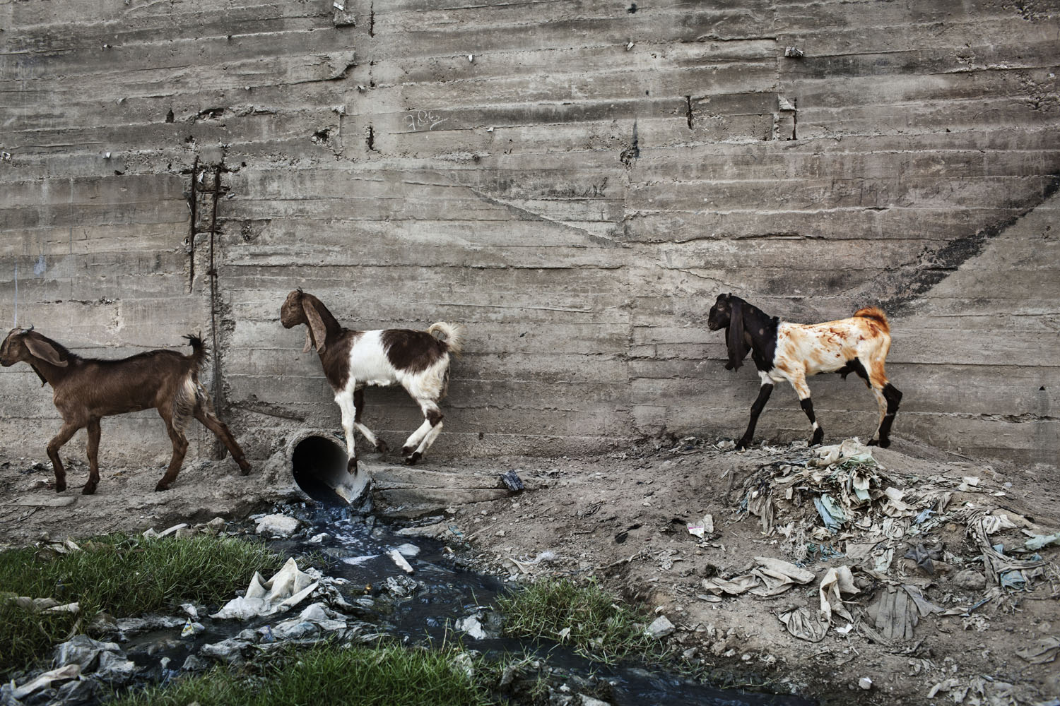 Image: Goats passing away a waste pipe at Union Council 4 in Karachi.