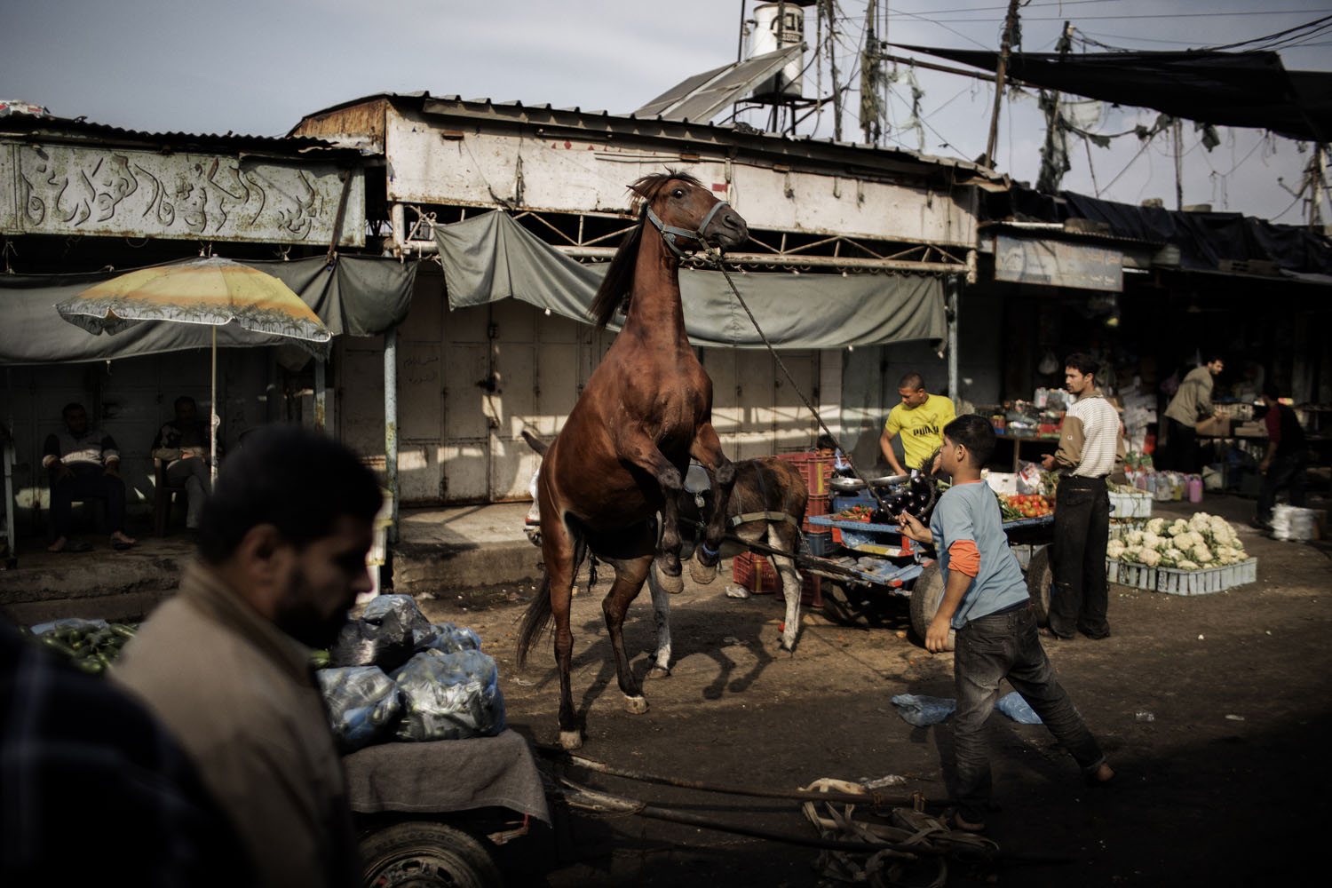 Nov. 19, 2012. A Palestinian boy tends to his horse at the central market in Gaza City.