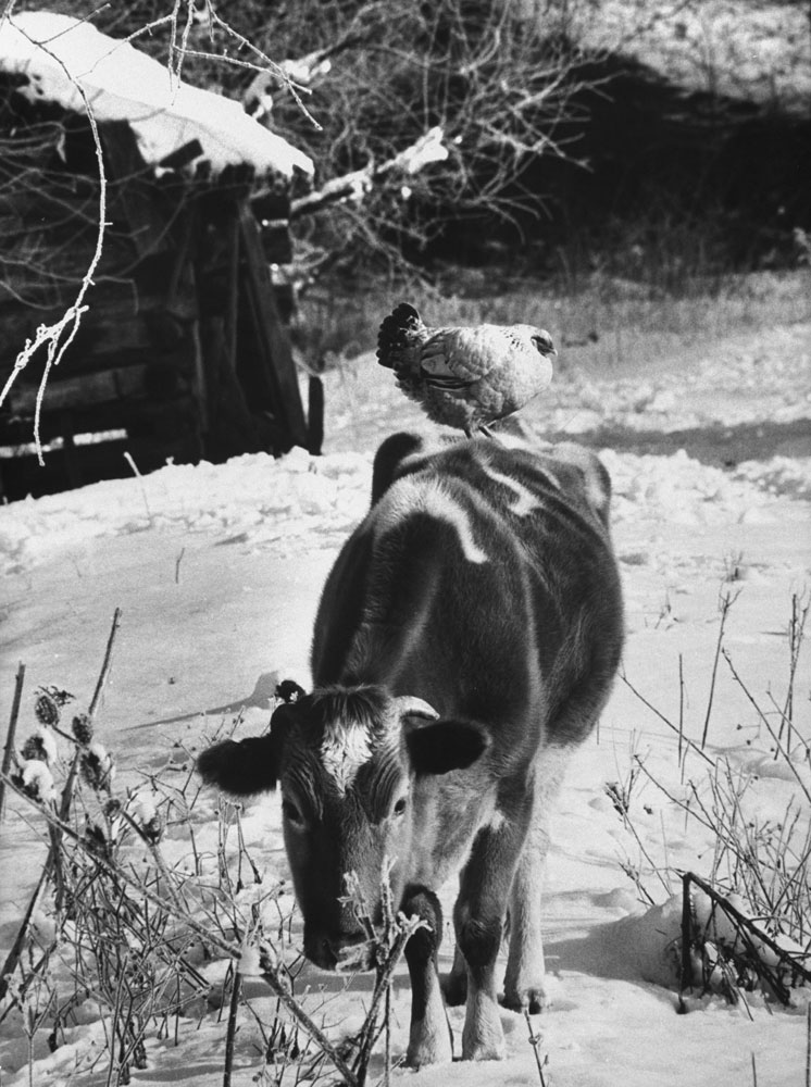 A cow is a rare sight in Appalachia. The people are not country folk but an industrial population who happen to live in the country and have little feeling for the soil. Many keep chickens, but farming is seldom practiced."